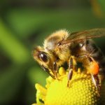 bee collecting pollen on yellow flower on green background